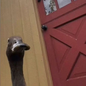 Meet your Posher, Mely